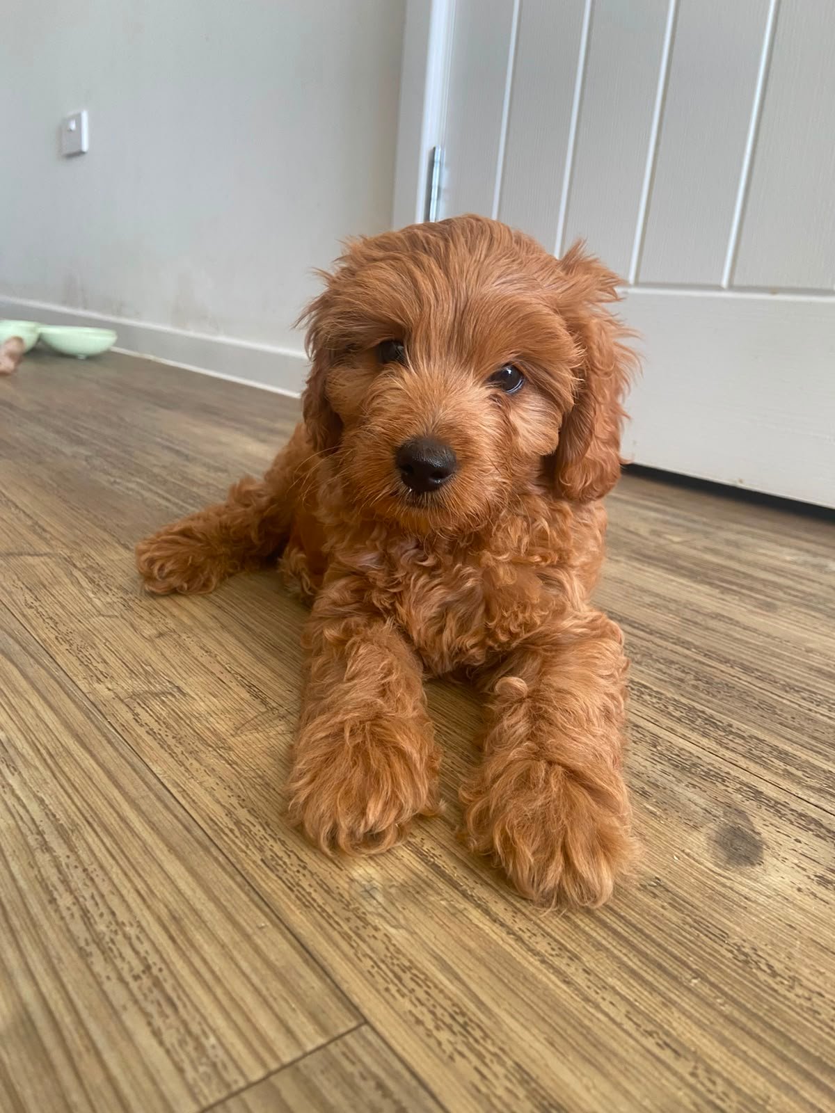 Teddy puppy